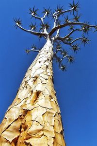 Low angle view of bare trees against blue sky