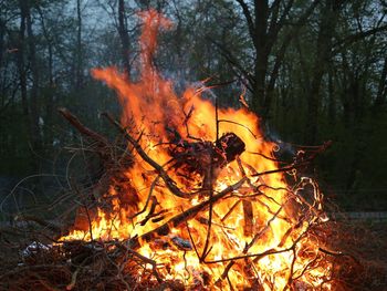 View of fire in forest