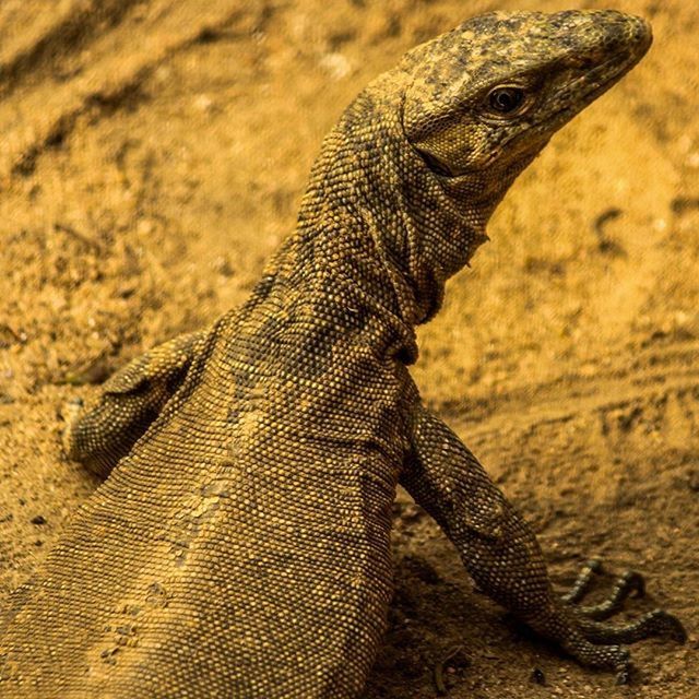 animal themes, one animal, animals in the wild, wildlife, lizard, reptile, close-up, focus on foreground, side view, nature, outdoors, animal head, day, sand, no people, zoology, selective focus, sunlight, natural pattern, part of