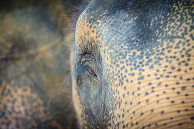 Close-up of elephant