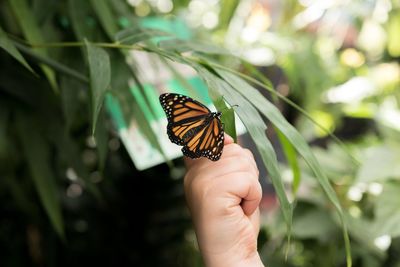 Cropped hand with butterfly by plants