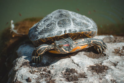 Close-up of turtle on rock