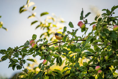 Low angle view of bird perching on tree