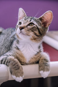 Close-up of a cat looking away