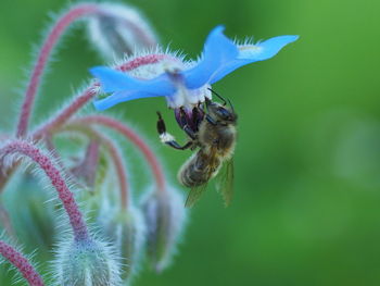 Close-up of insect on flower