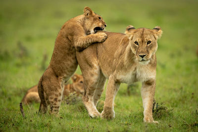 Cub standing on hind legs biting lioness