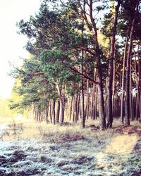 Trees on landscape against sky