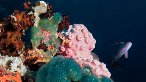 Close-up of fish swimming in sea