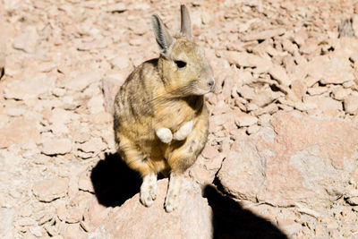 Squirrel on rock