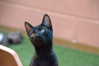 Close-up portrait of black cat