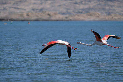 View of flamingos flying over sea