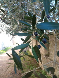 Close-up of fruit growing on tree