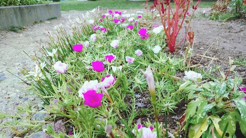 Purple crocus flowers blooming on field