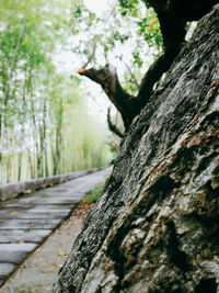 Close-up of tree trunk in forest