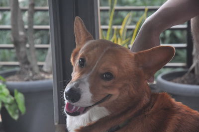 Close-up of dog looking away