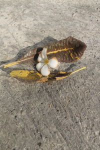 High angle view of shell on sand