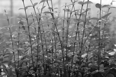 Close-up of plants growing on field