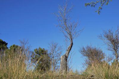 Trees on field against clear blue sky