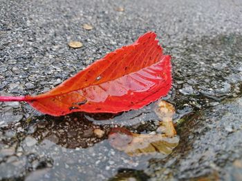 High angle view of wet maple leaf