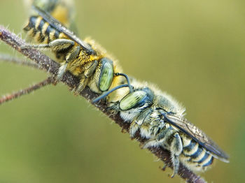 Close-up of bee pollinating on flower