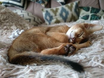 Cat sleeping on bed