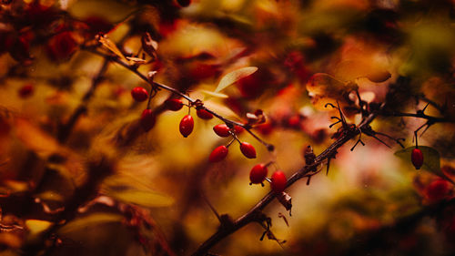 Close-up of berries growing on tree