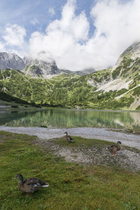 Ducks by lake and rocky mountains against cloudy sky