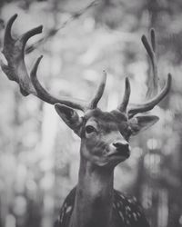 Close-up portrait of deer