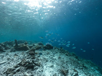 Fishes swimming in sea