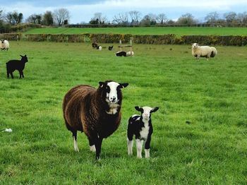 Sheep grazing on field