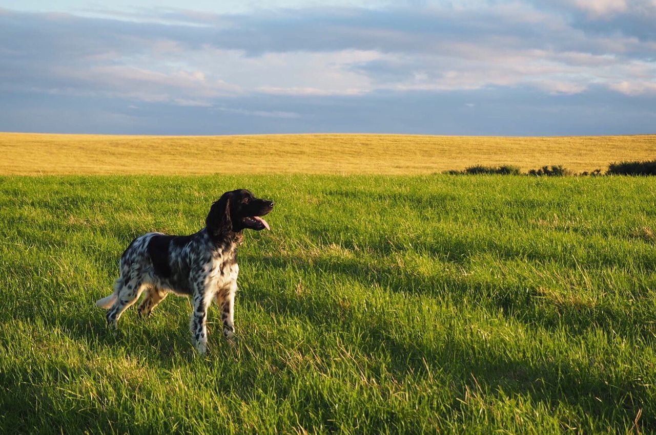 DOG STANDING ON GRASSY FIELD AGAINST CLOUDY SKY