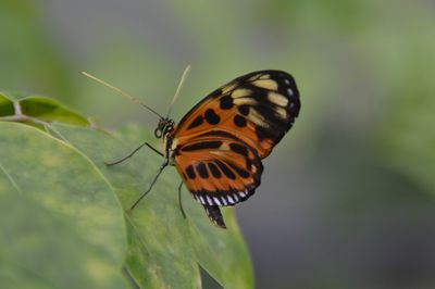 Butterfly on leaf