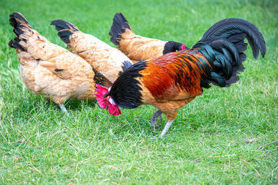 View of a bird on field