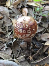 Close-up of fungus in forest