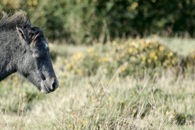 Horse grazing on field
