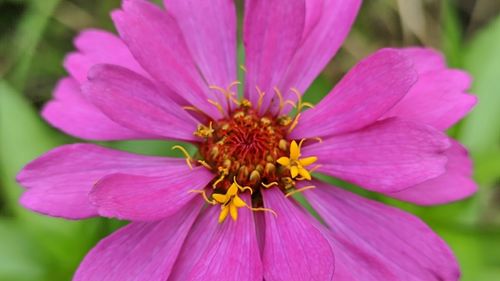 My flowers bloom beautiful and pink
