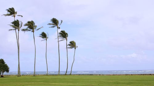 Palm trees at beach against cloudy sky