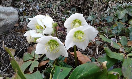 Close-up of white flowers