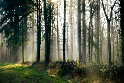 Pine trees in forest