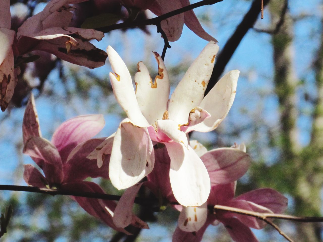 CLOSE-UP OF FLOWERS ON TREE