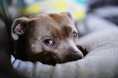 Close-up portrait of dog resting at home