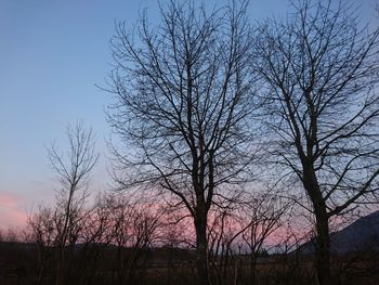 Silhouette of trees against clear sky