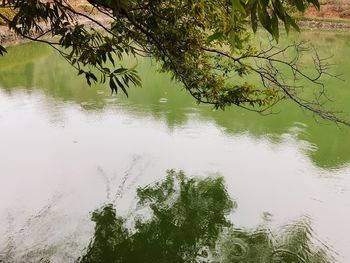 Reflection of trees in lake