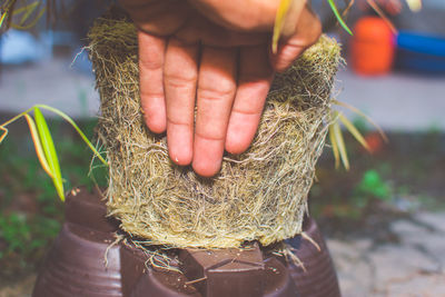 Man holding tree roots in hand