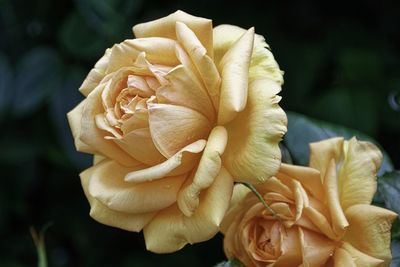 Close-up of rose