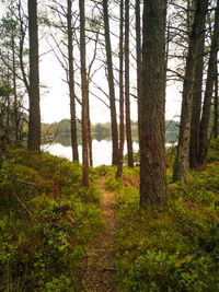 Trees growing in forest