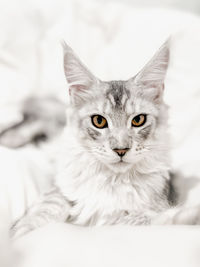 Silver maine coon cat 