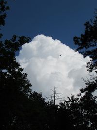 Low angle view of bird flying against sky