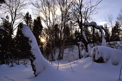 Bare trees on snow covered landscape