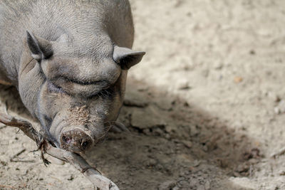 Close-up of a pig